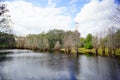 Cypress Trees grow in water Royalty Free Stock Photo