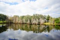 Cypress Trees grow in water Royalty Free Stock Photo