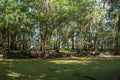 Cypress trees growing along a Florida river and canal. Royalty Free Stock Photo