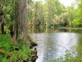 Cypress trees growing in wet marsh land