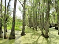 Cypress trees growing in wet marsh land