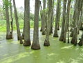 Cypress trees growing in wet marsh land