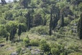 Cypress trees on a hill Royalty Free Stock Photo