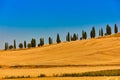 Cypress trees hill valley Orcia Tuscany landscape Italy landmark Royalty Free Stock Photo