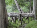 Cypress Trees Knees Santa Fe River Royalty Free Stock Photo