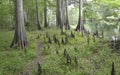 Cypress Trees Knees Santa Fe River Royalty Free Stock Photo