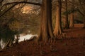 Cypress trees and knees at sunset in New Orleans