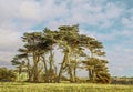 Cypress Trees on ledge over Pudding Creek Beach in Ft. Bragg, CA with with walking trail over old railroad trestle and tourist Royalty Free Stock Photo