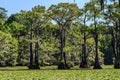 Cypress trees and Lily flowers at Caddo Lake, Texas