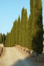 Cypress trees line flanks a country road