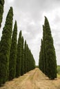 Cypress trees