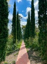 cypress trees lined up in perfect symmetry along a walkway in a Parisian style garden Royalty Free Stock Photo