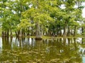 Cypress trees in Louisiana Bayou Royalty Free Stock Photo
