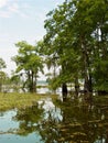 Cypress trees in Louisiana Bayou Royalty Free Stock Photo