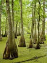 Cypress trees in Louisiana Bayou Royalty Free Stock Photo