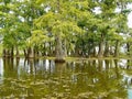 Louisiana bayou