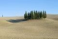 Cypress trees in the middle of a plowed field. Tuscany, Italy Royalty Free Stock Photo