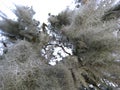 Cypress trees moss