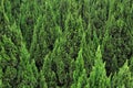 Cypress trees pattern overspread Royalty Free Stock Photo