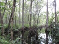 Cypress trees reflected in pristine water Royalty Free Stock Photo