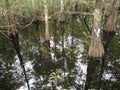 Cypress trees reflected in swamp Royalty Free Stock Photo