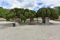 Cypress Trees Retiro Park Madrid, Spain Royalty Free Stock Photo