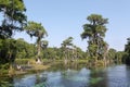 Cypress Trees In the River Royalty Free Stock Photo