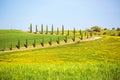 Cypress trees by a road in Tuscany Royalty Free Stock Photo