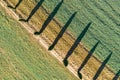 Cypress trees row aerial Royalty Free Stock Photo