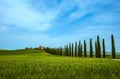 Cypress Trees rows and a white road, rural landscape in val d Orcia land near Siena, Tuscany, Italy.