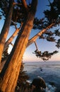 Cypress Trees on Shore