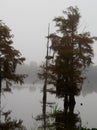 Cypress trees on the bank of a slough at Guste Island Louisiana