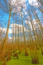 Cypress Trees Stretching out of the Swamp Royalty Free Stock Photo
