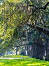 Cypress Trees of Summer in Charleston South Carolina