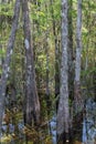 Cypress Trees, Swamp, Big Cypress National Preserve, Florida Royalty Free Stock Photo