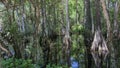 Cypress Trees, Swamp, Big Cypress National Preserve, Florida Royalty Free Stock Photo