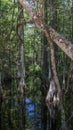 Cypress Trees, Swamp, Big Cypress National Preserve, Florida Royalty Free Stock Photo