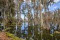 Cypress Trees In Swamps, With Spanish Moss