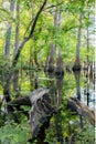 Cypress trees in swamp Royalty Free Stock Photo