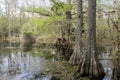 Cypress Trees On Swamp At Slough Preserve Royalty Free Stock Photo