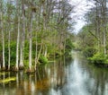 Swamp in Big Cypress National Preserve, Florida, United States Royalty Free Stock Photo