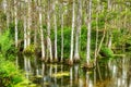 Swamp in Big Cypress National Preserve, Florida, United States Royalty Free Stock Photo