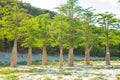 Cypress trees with thick trunks on Lake Sukko in southern Russia. Travel and tourism.