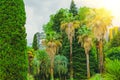 Cypress trees and thickets of different palms in a tropical Mediterranean park