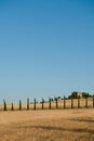 Cypress trees in Tuscany Royalty Free Stock Photo