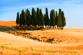 Cypress trees in Tuscany