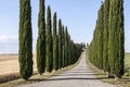 Cypress trees in Tuscany countryside Royalty Free Stock Photo