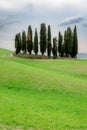 Cypress trees in Tuscany Royalty Free Stock Photo