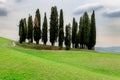 Cypress trees in Tuscany Royalty Free Stock Photo