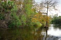 Cypress Trees grow in water